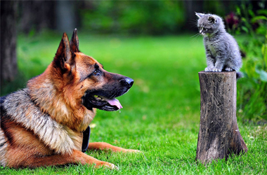 Joint and Pain Relief for Dogs wellness centre nerang